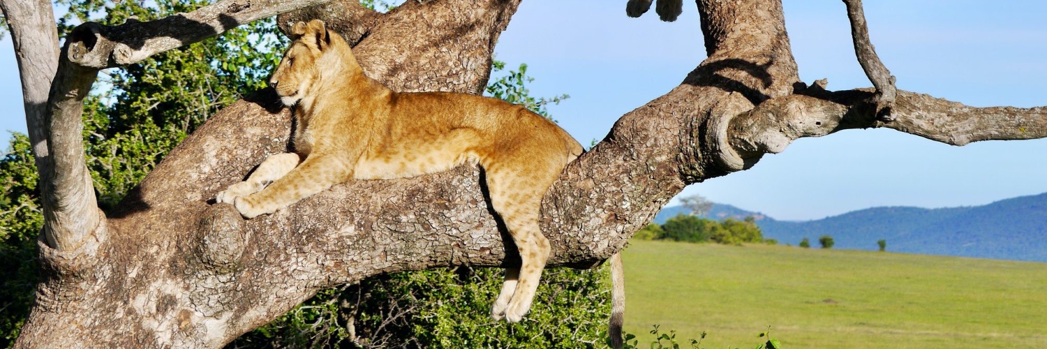 logicandmagic's profile banner image