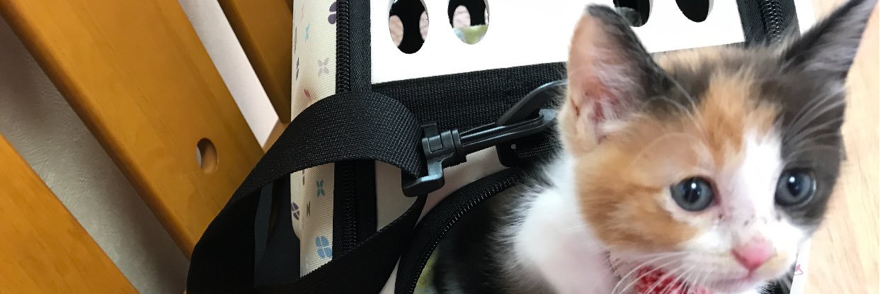 kana_cat's profile banner image