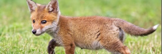 Action Against Foxhunting banner