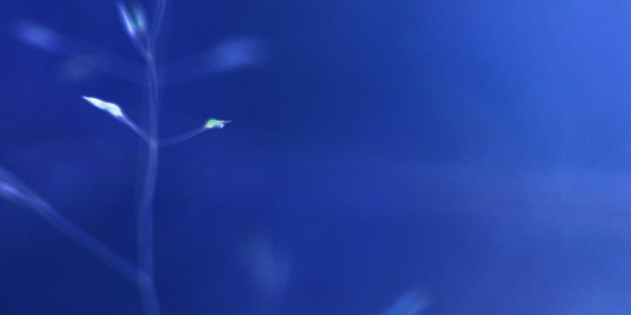 wingsofrowland's profile banner image