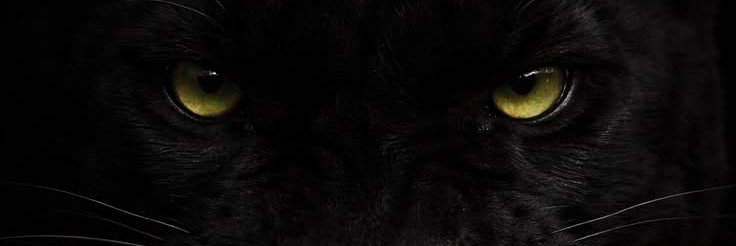 panthe_09's profile banner image