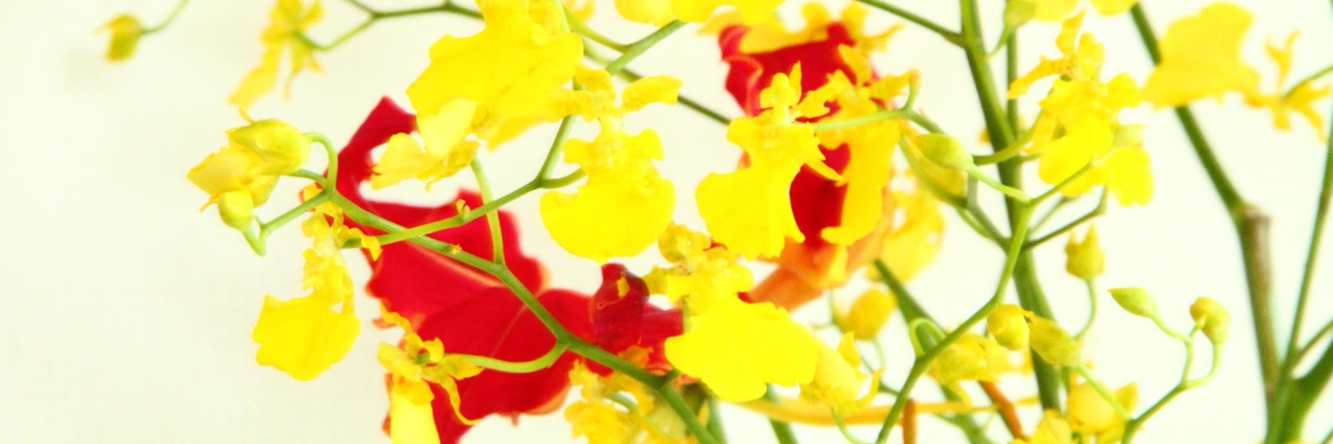kinfumfum's profile banner image