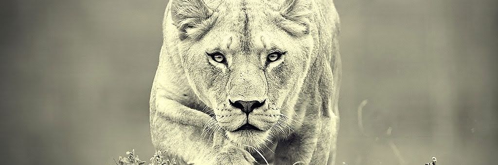 Millie_cc's profile banner image