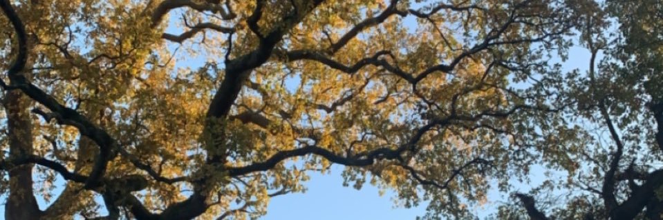 Milly Rusling banner