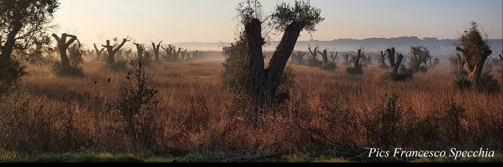 AIPP Assoc. Italiana Protezione Piante banner