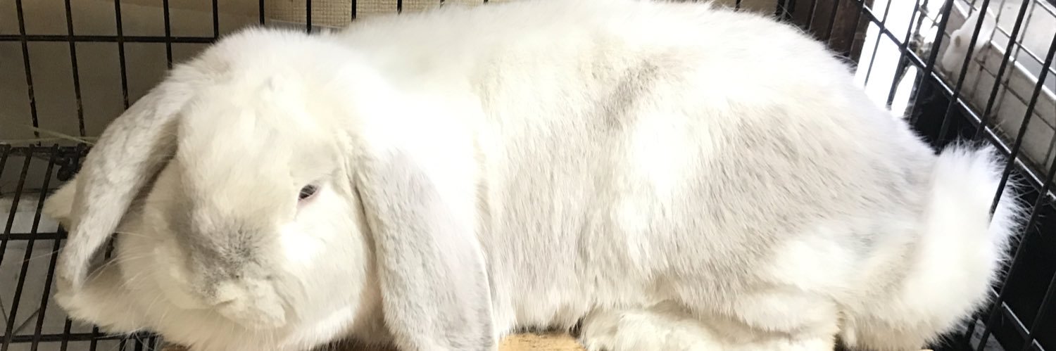 usapapa ⋆̥*̥̥⋆̥🎺🌿 🥩🥦🤟 🌸 🎺🍎💫 🌸🎶🌱🎶 🐰 banner