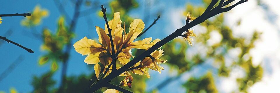 JLSaravia_'s profile banner image