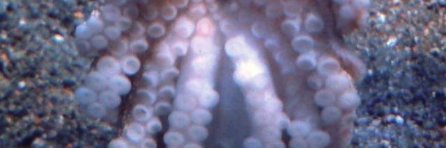 生やし長二郎💉💉💉💉 banner