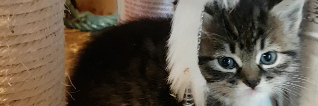 melkemannen123's profile banner image