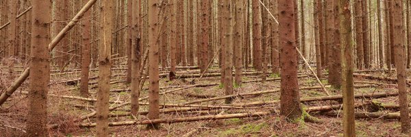 Dzintris Profile Banner