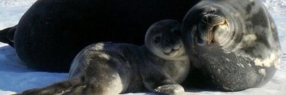 Boohaloo's profile banner image