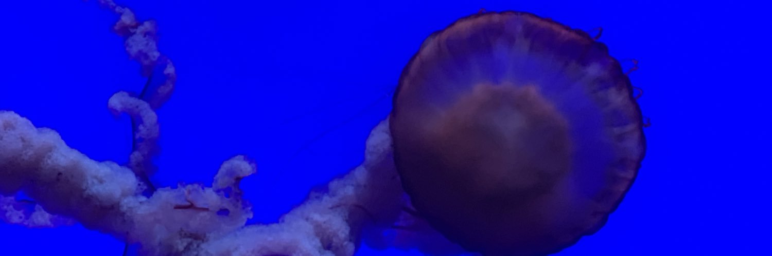 HOLLYWOODCJK's profile banner image