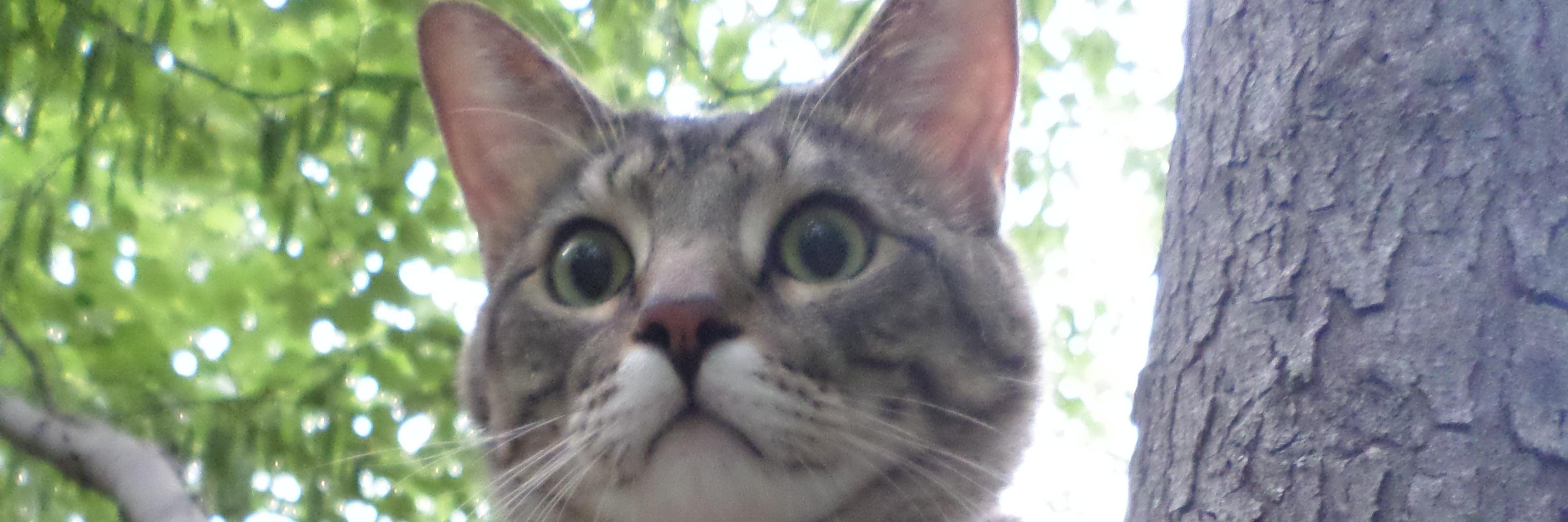easterchickenz's profile banner image