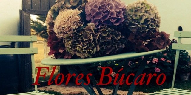 flores_bucaro's profile banner image