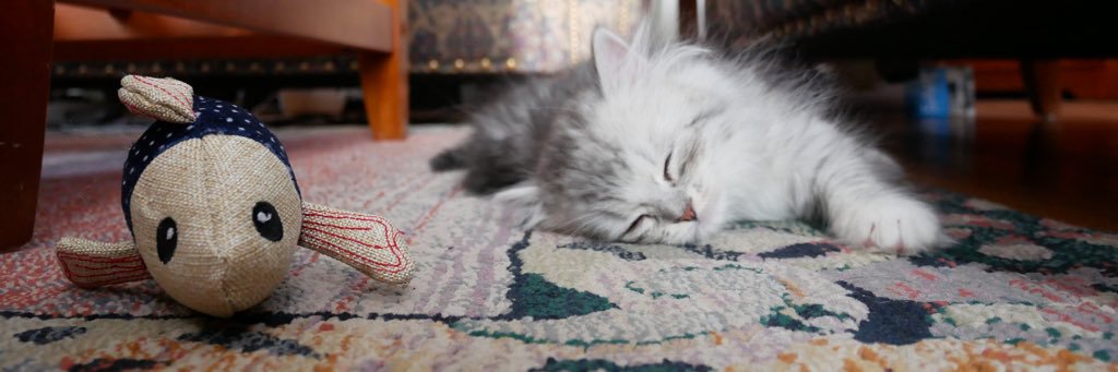 ihavecatnip's profile banner image