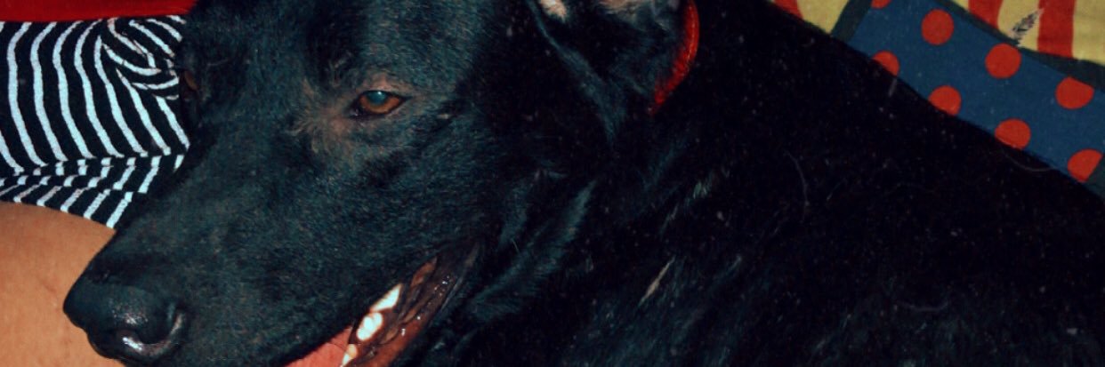 borgescrf01's profile banner image