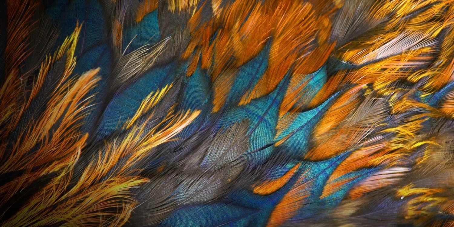 AmeyerFierro's profile banner image