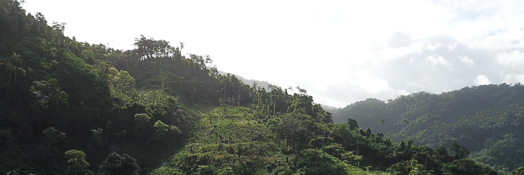 Rebecca McNaught banner