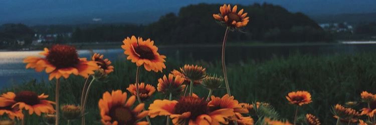 tkalmer24's profile banner image