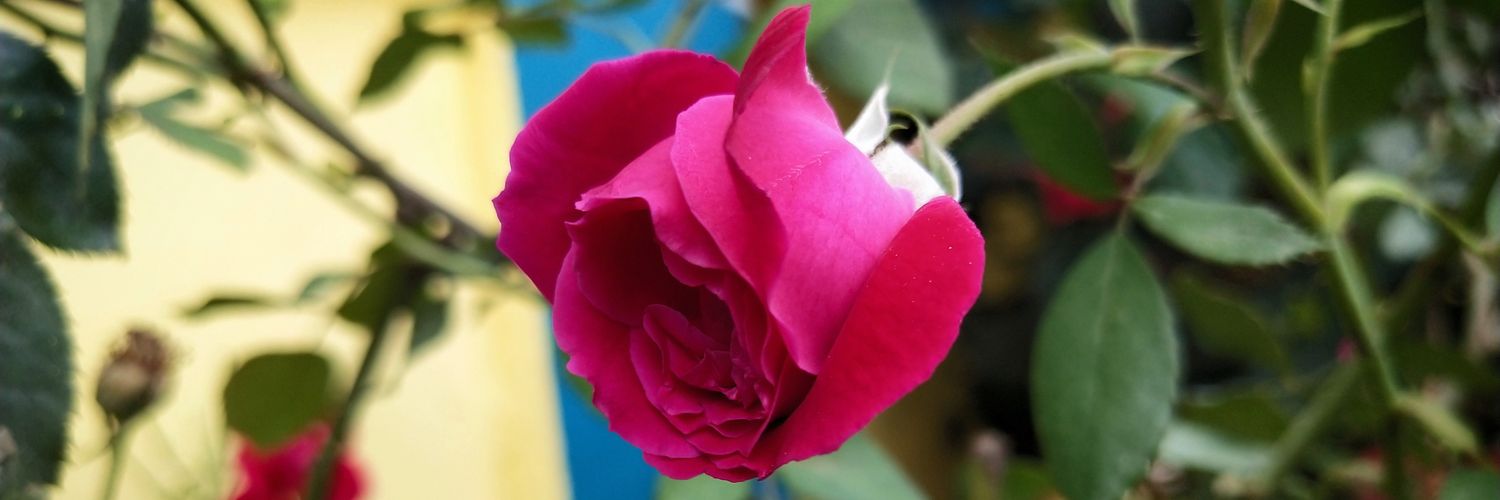 SurendraSumit52's profile banner image