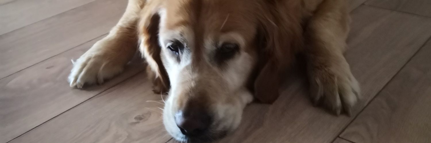 İmmihan Bas🌲🌿🌳🌱🐕 banner