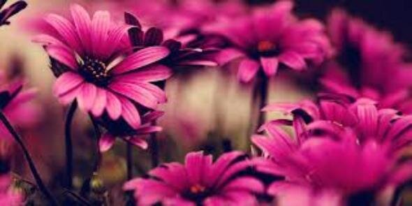Dee_walsh1's profile banner image