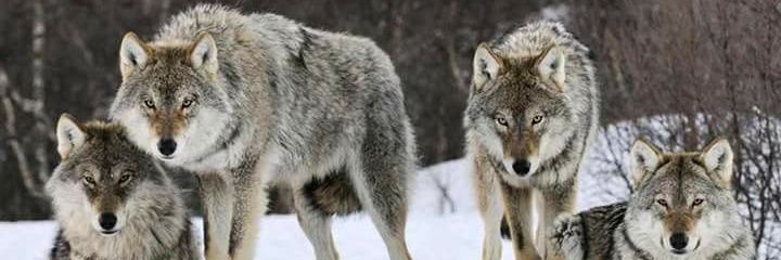 fernanda_fefa21's profile banner image