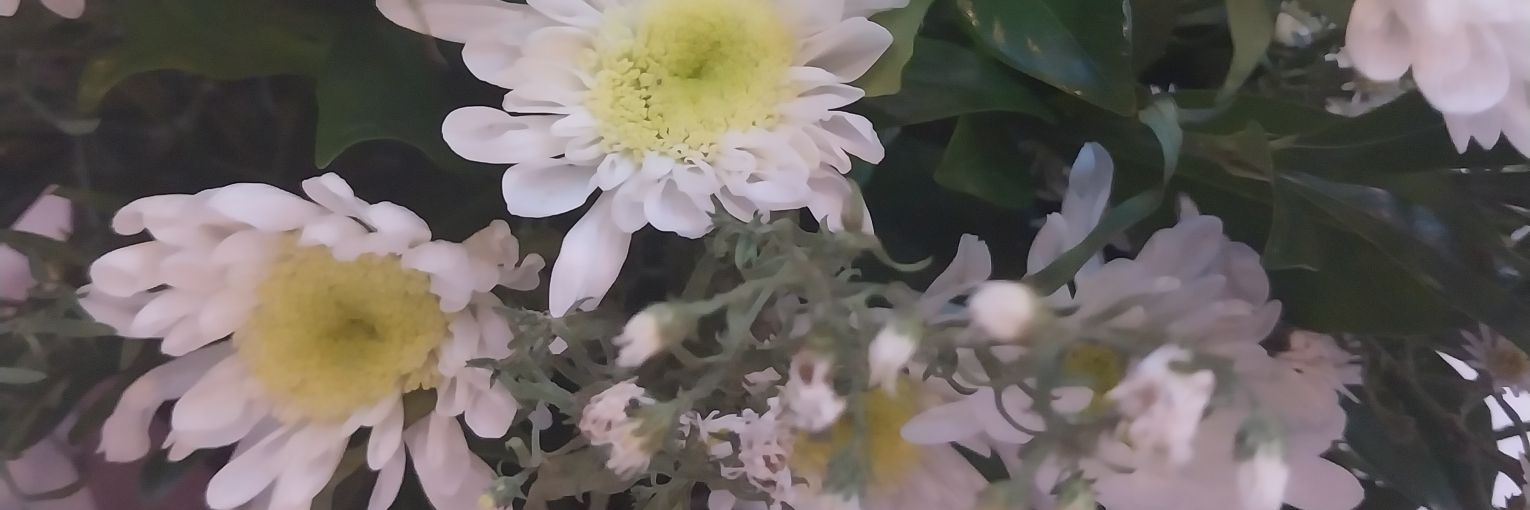 LianRie ☃️🪷 banner