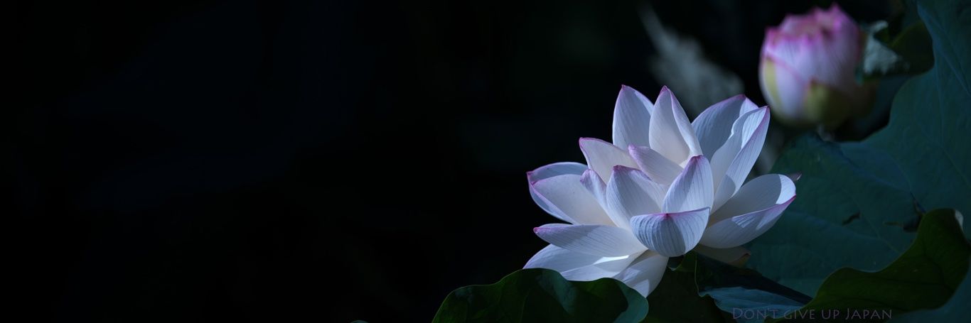 pichuu46's profile banner image