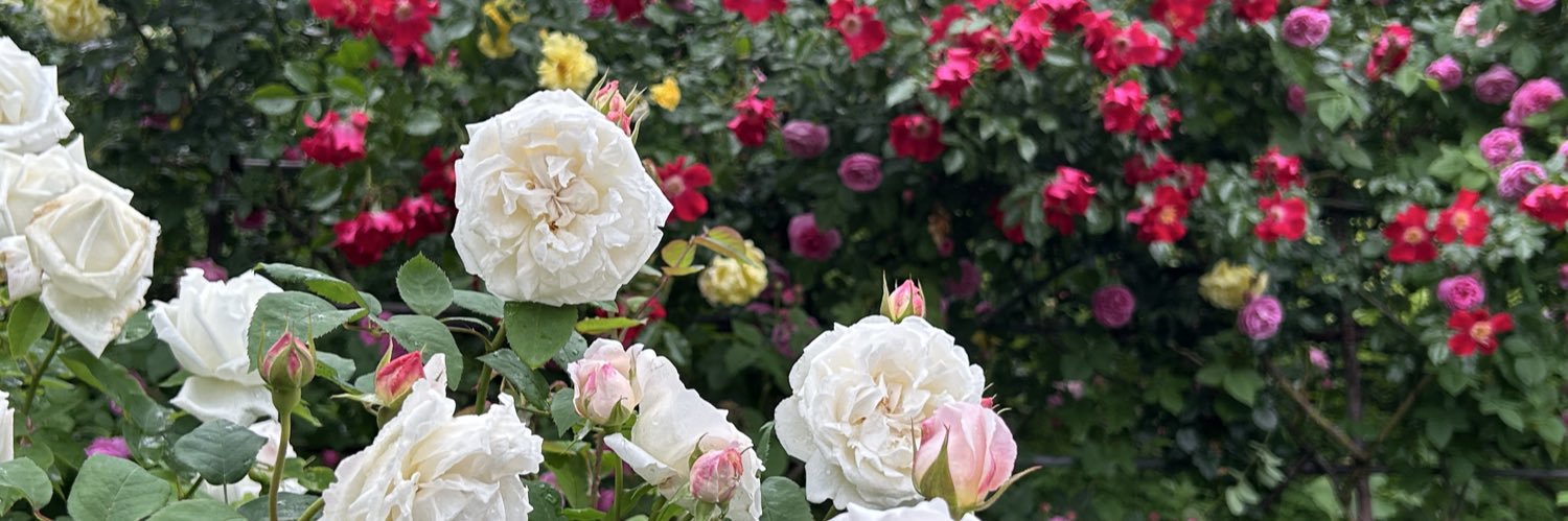 🌹rie🌹 (🎀•͈ᴗ•͈)ꕤ's banner