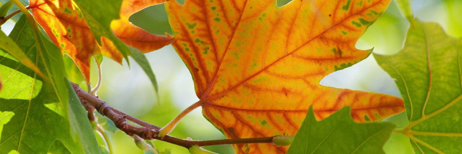 tnforestry's profile banner image