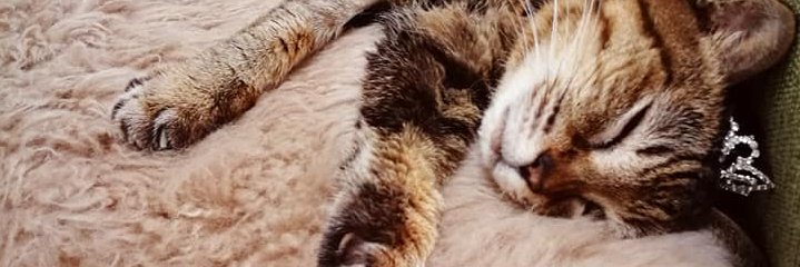 Katan😺21歳にゃー banner