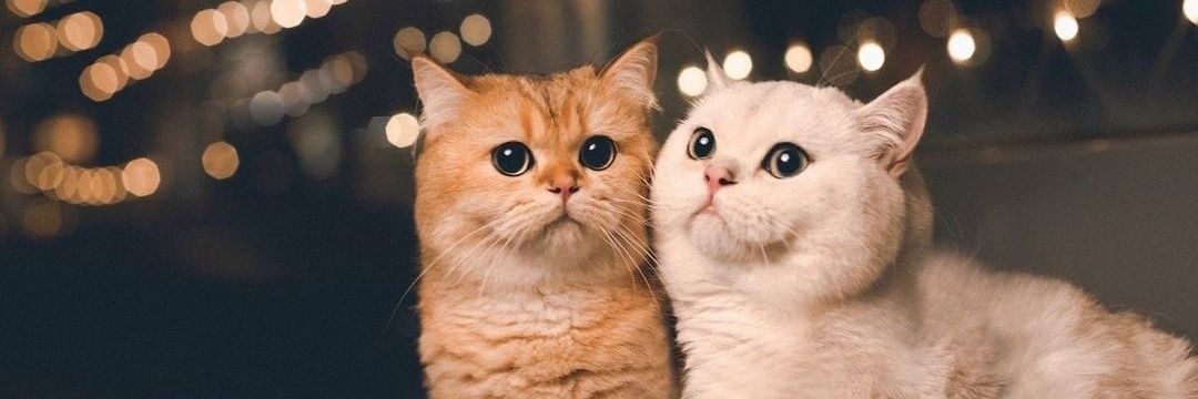 renga.prashad banner