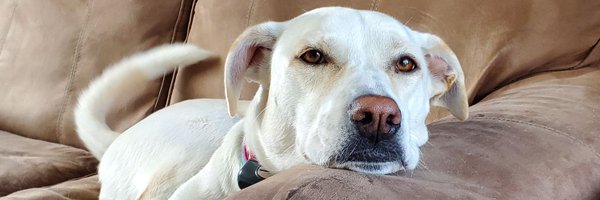 ShawnBrabbit Profile Banner