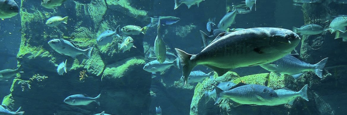 ꒒ꄲꍌꏂꋊ 🪴 banner