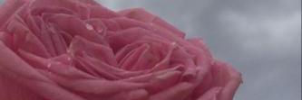 hanin19251's profile banner image