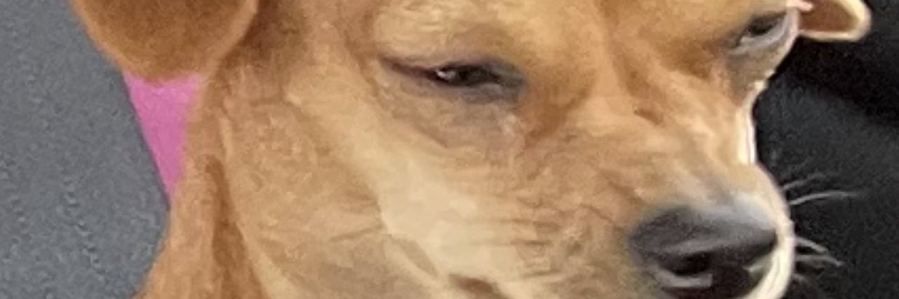 rongbips's profile banner image