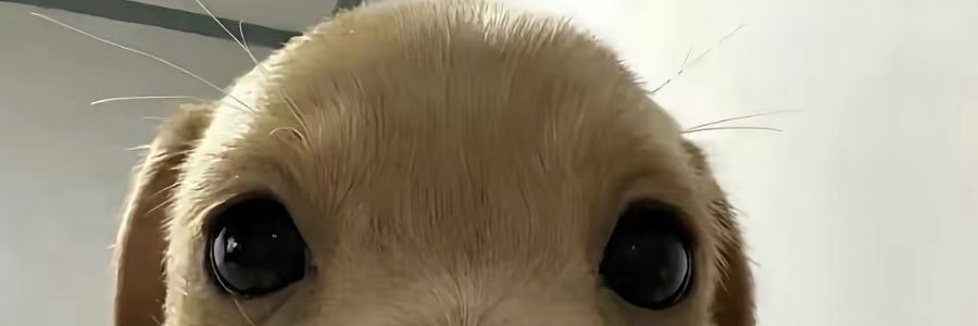 SpottedSalsa's profile banner image
