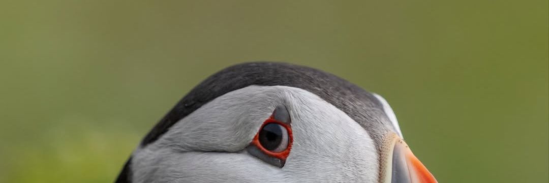 Ntric4's profile banner image