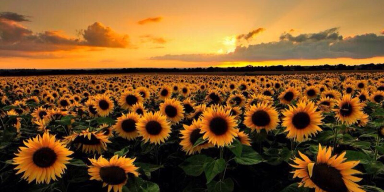 Becca Morello banner