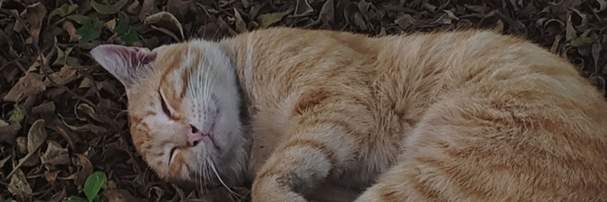 joevnnnn's profile banner image