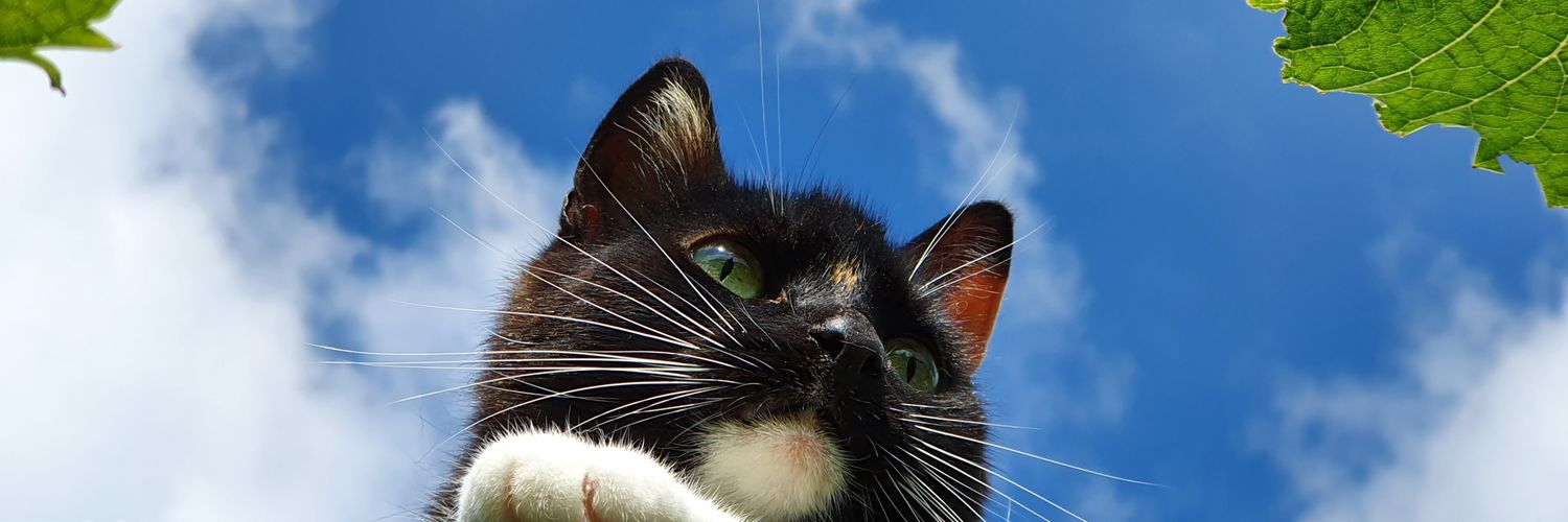 Agnes Advocaat banner