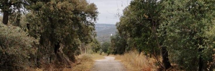 Javier Cobo banner