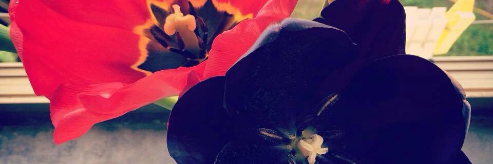 sissiroyale's profile banner image