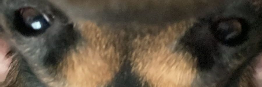 Latorre_Sensei's profile banner image
