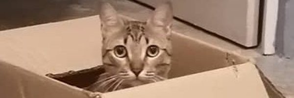 RicardoGuerraP Profile Banner