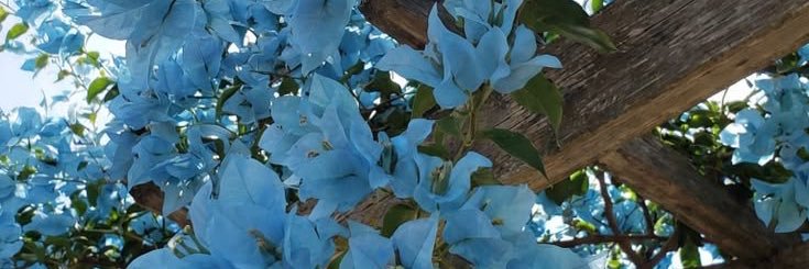 Blue_meee's profile banner image
