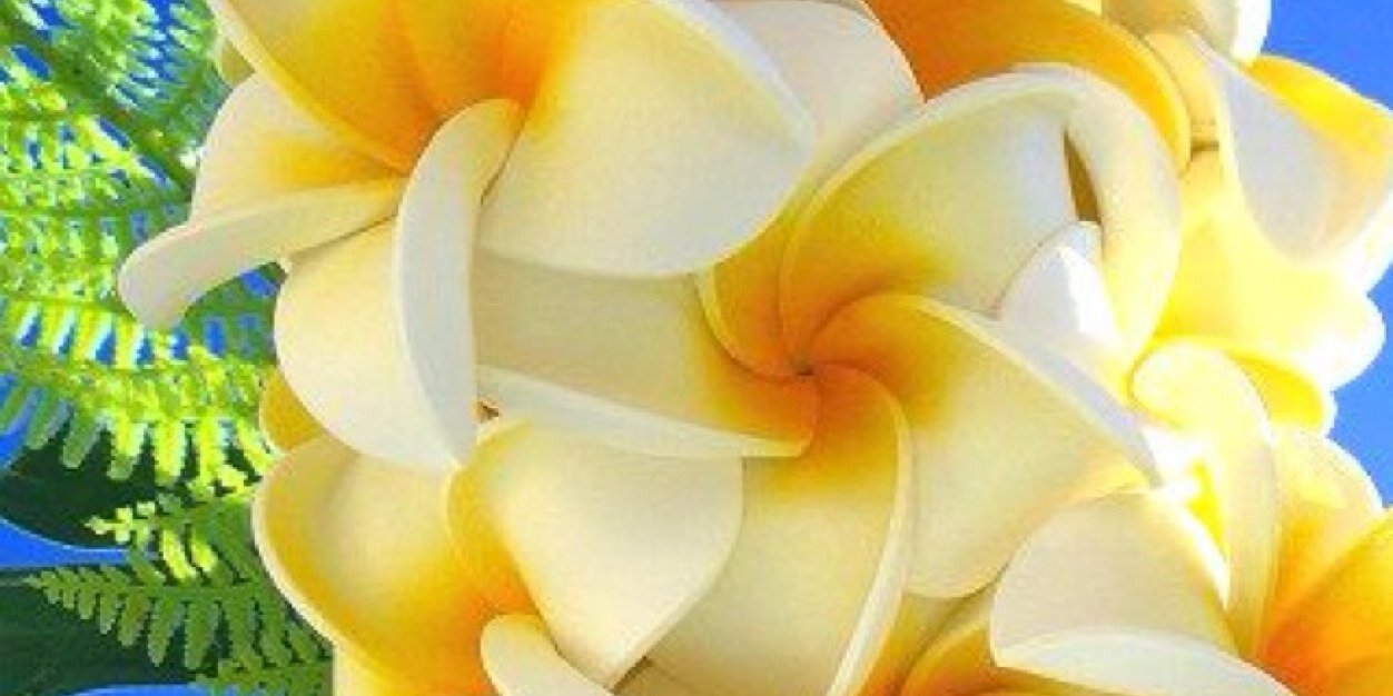 MeloaMauloa's profile banner image