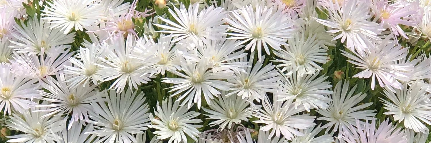 𝓜𝓪𝔂𝓾𝓶𝓲⑅◡̈*ﾏｲﾍﾟｰｽです🍀 banner