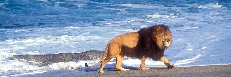 August_AA_Oldtimer banner